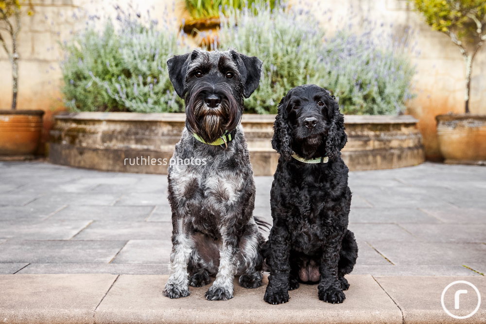 Schnauzer and Cocker Spaniel sitting together on stone steps