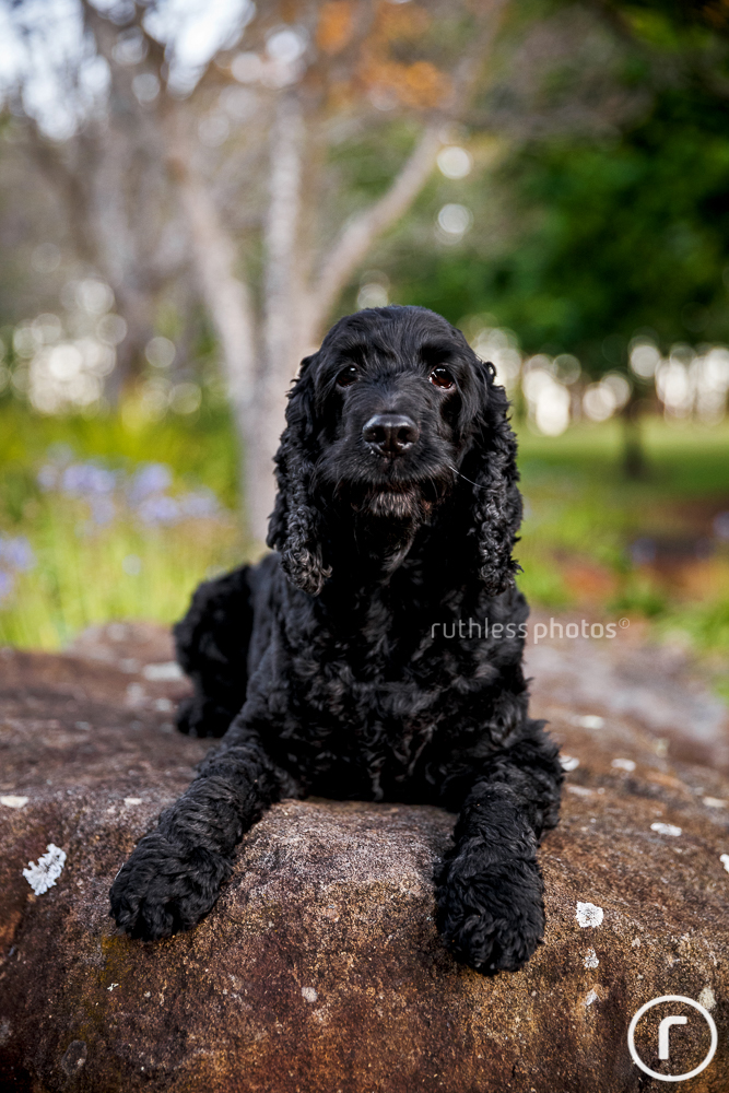 cocker spaniel lying on rock with funny face