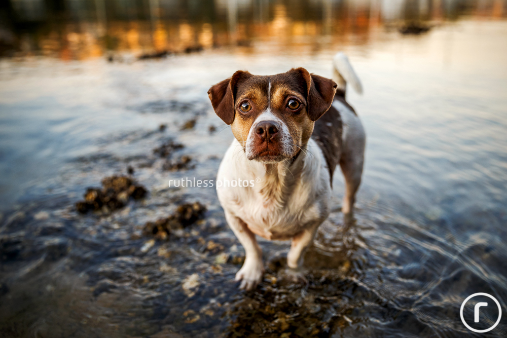 funny looking mixed breed dog standing in water