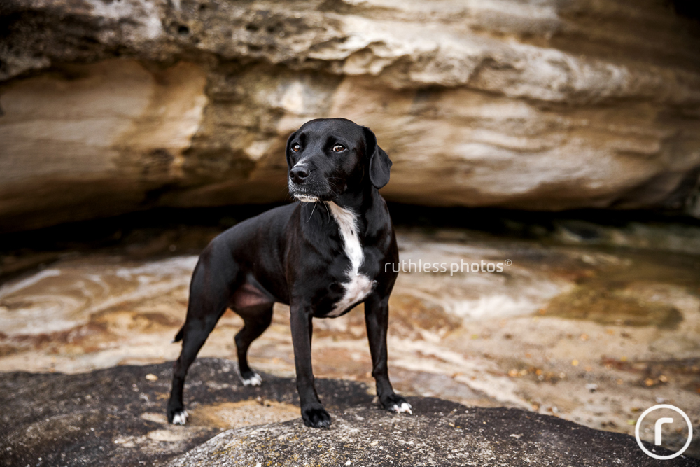 black dog posing at tamarama beach