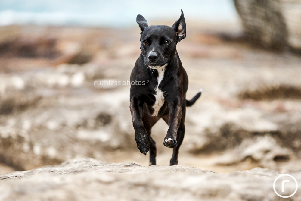 black dog running on rocks at tamarama beach