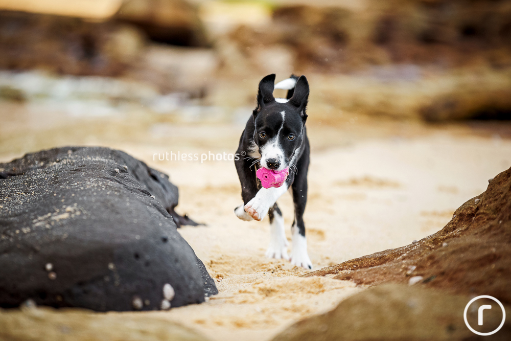 Black and white Border Collie puppy running with pink ball