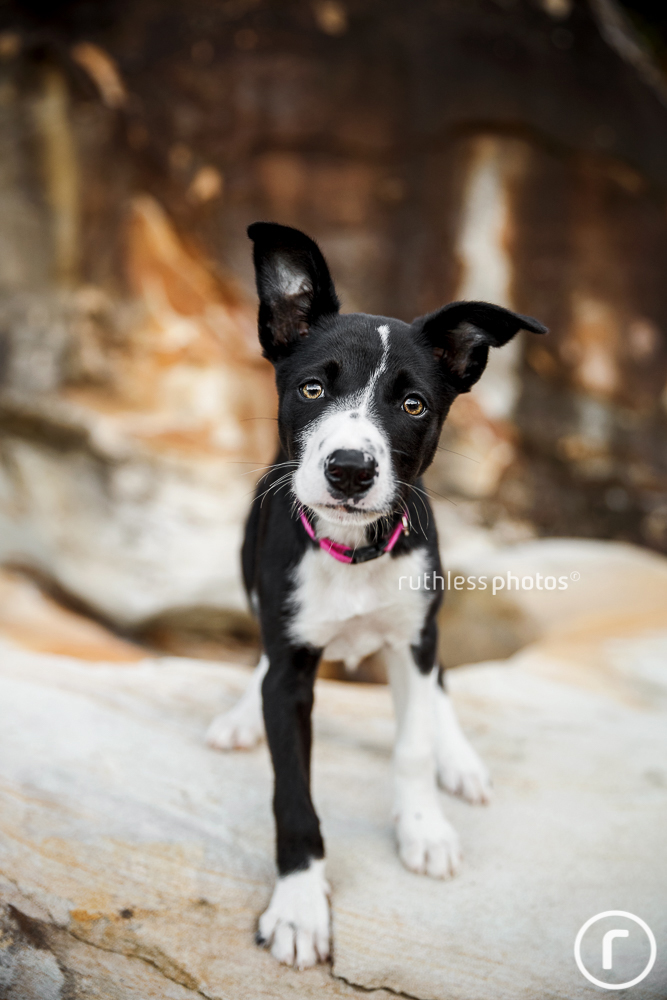 Black and white Border Collie puppy looking inquisitive