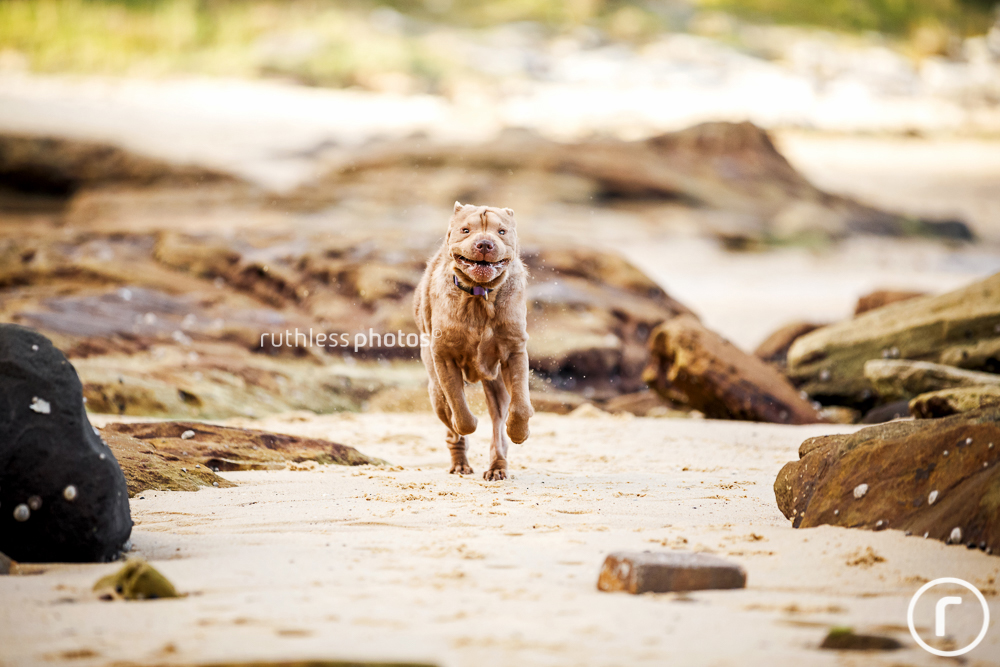 Lilac Shar Pei running on beach
