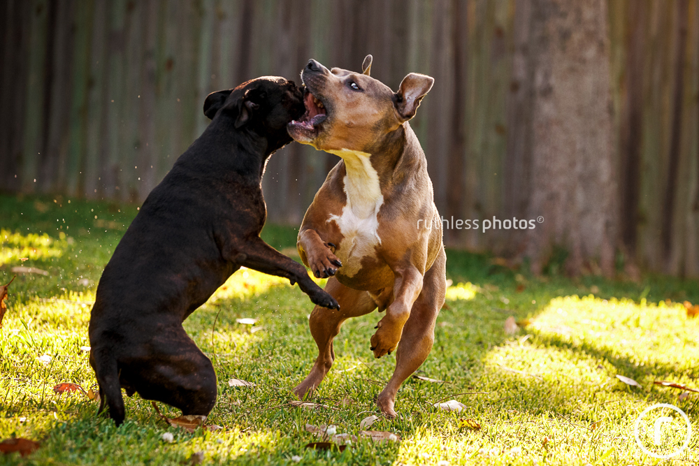 Staffy and Amstaff playing rough