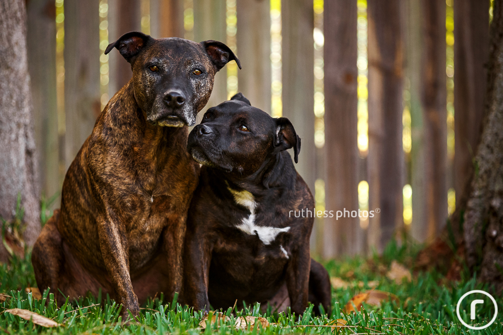 two senior dogs enjoying a tender moment