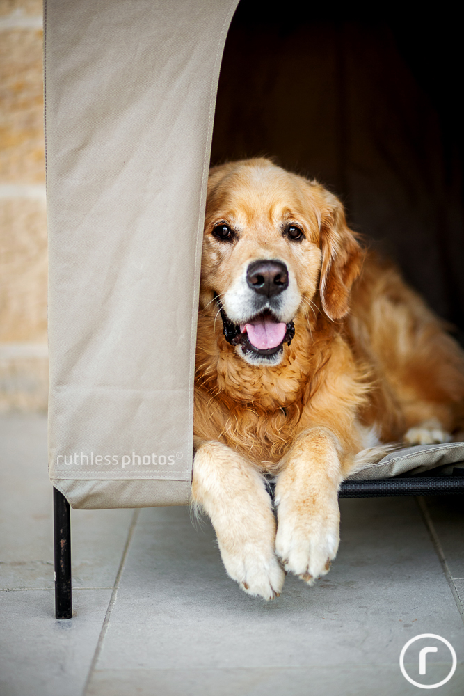 golden retriever dog in mutt hut