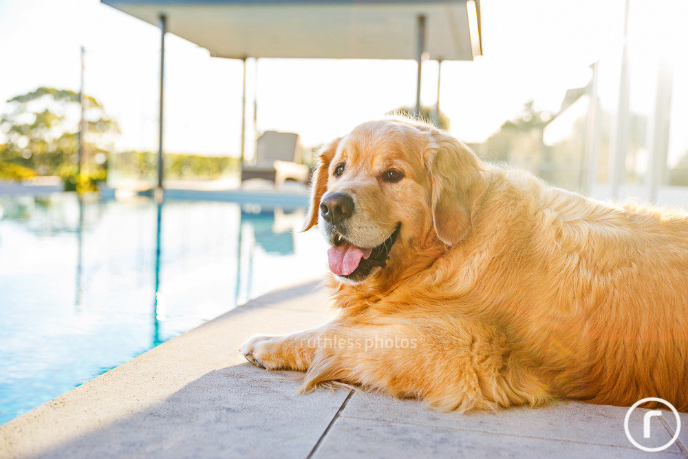 golden retriever dog lying in the sun by the pool