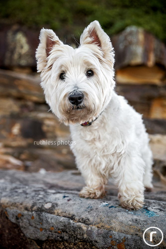 west highland terrier on a rock
