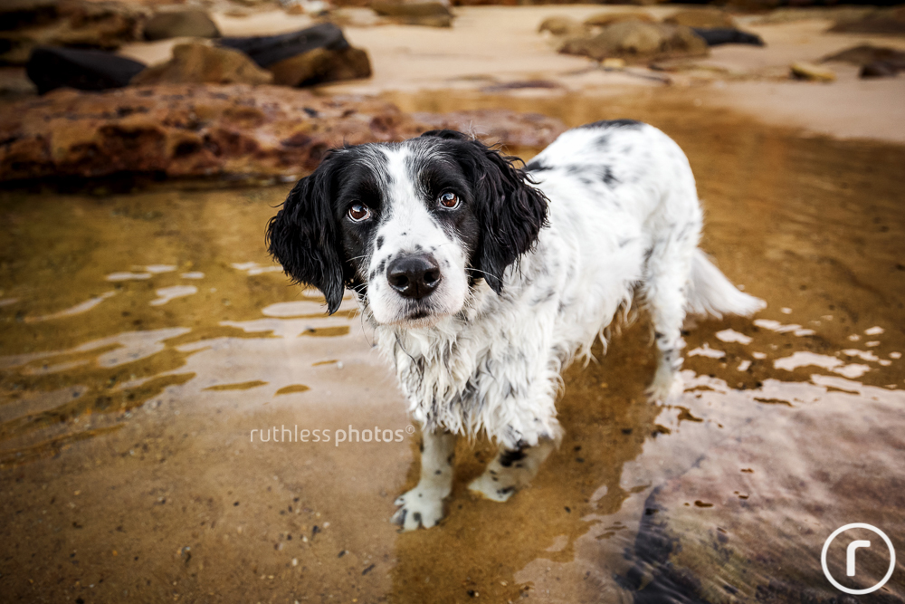 dog in rock pool