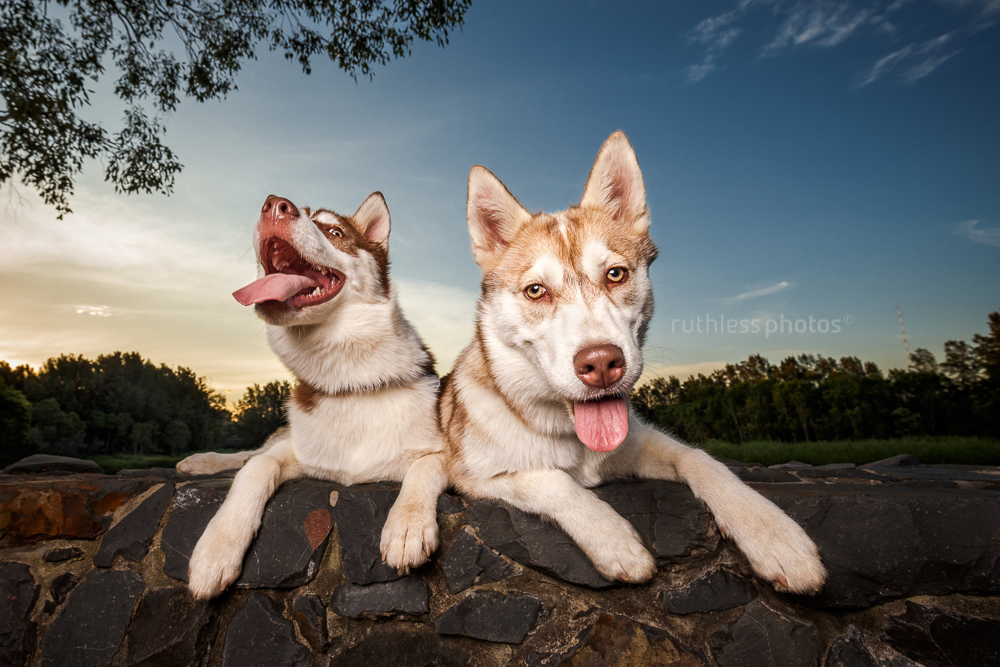 two silly huskies