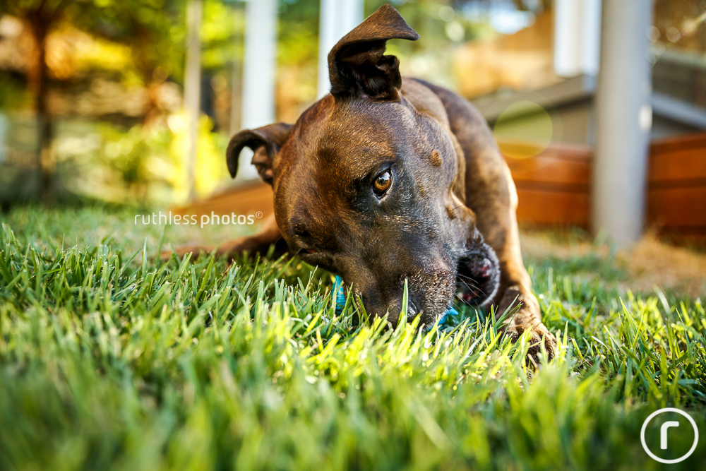 brindle dog playing with blue ball