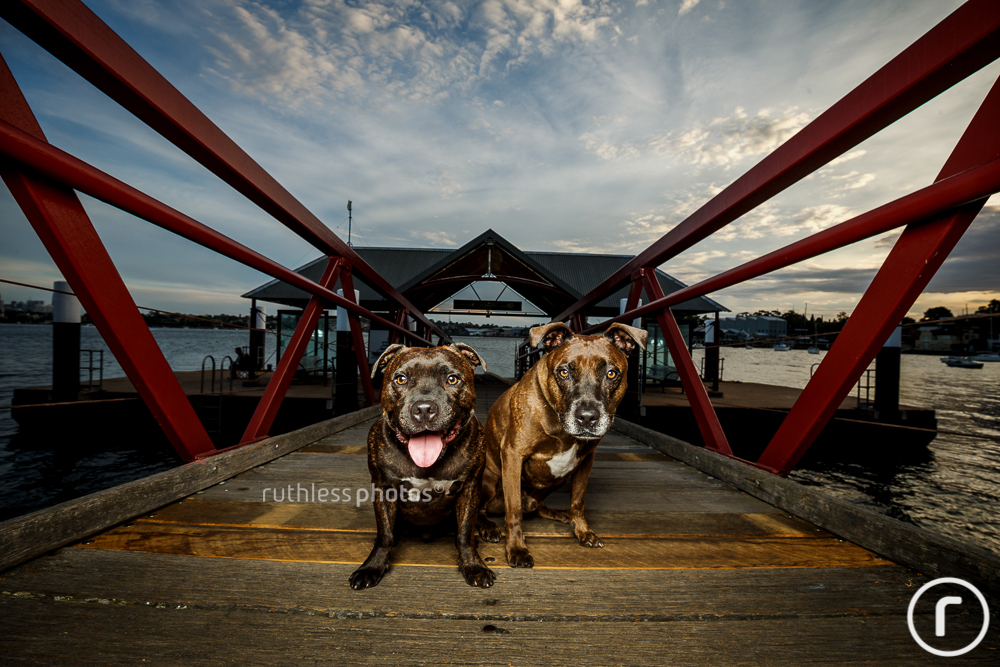 two brindle dogs at woolwich wharf