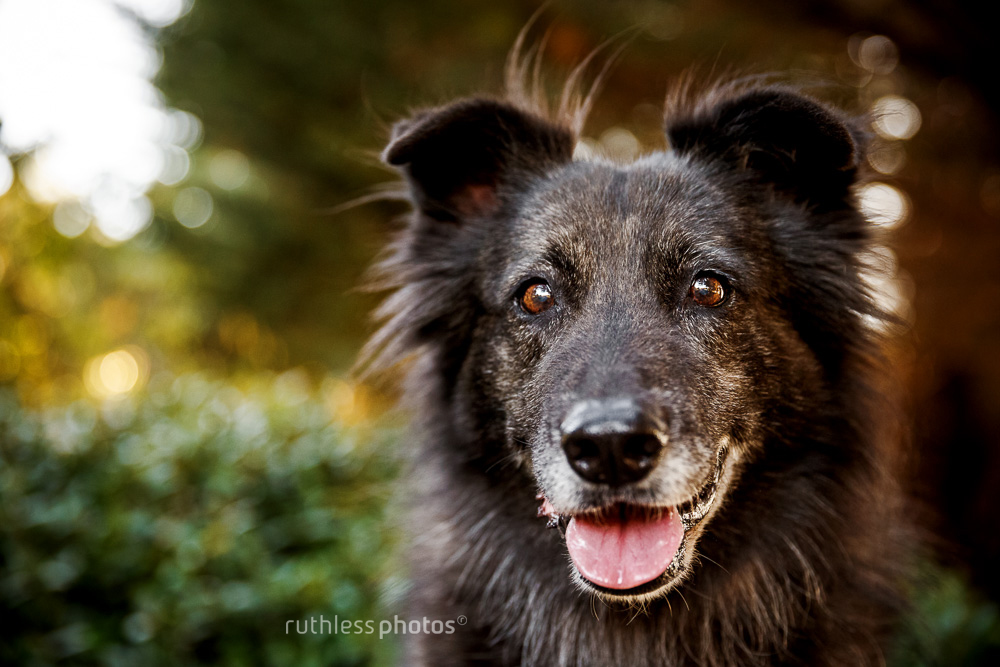 headshot of old dog with grey muzzle