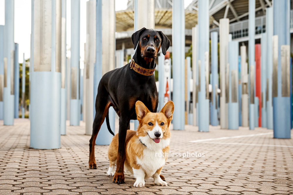 Big dog Doberman standing over little dog Corgi at Sydney Olympic Park