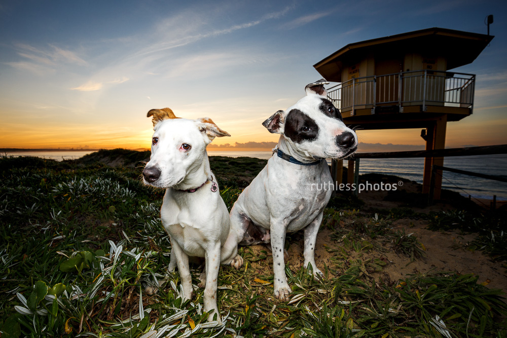 Two white dogs at Cronulla Beach at sunrise