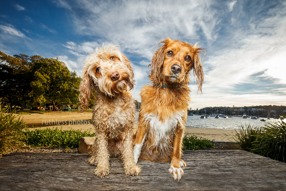 Two cavoodle brothers at Clontarf Reserve dogs of Sydney