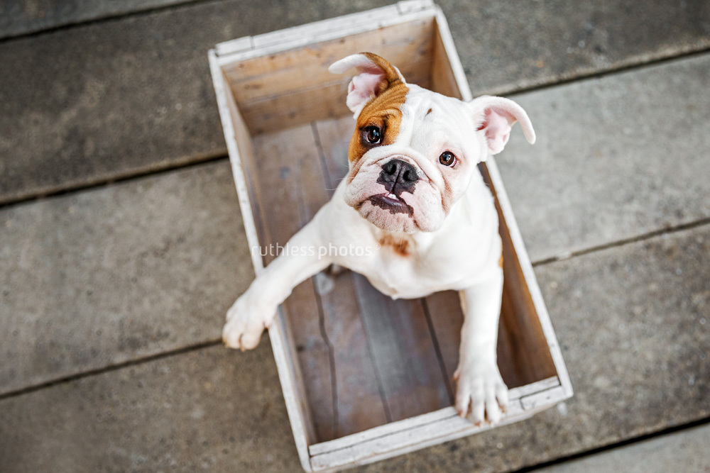 British bulldog puppy in a wooden box from above