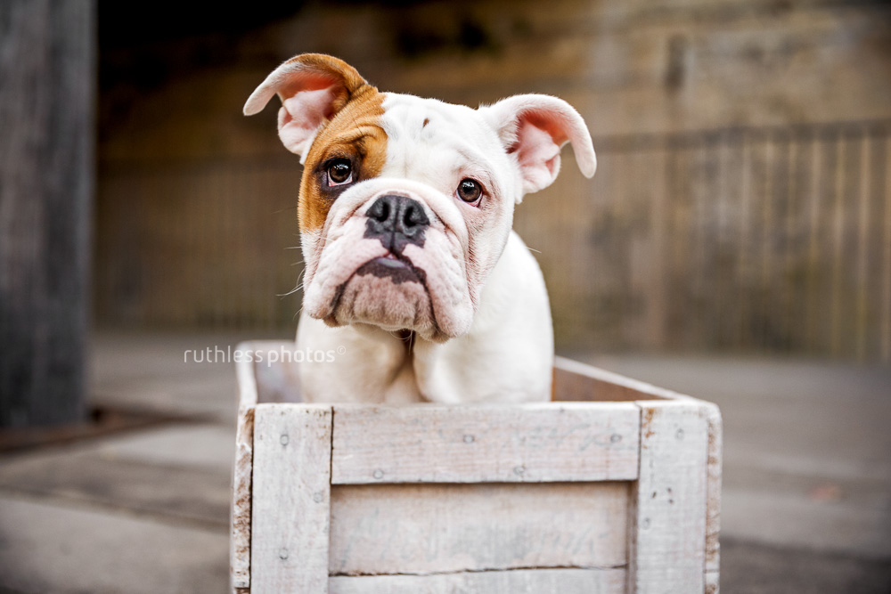 Sad british bulldog puppy in a wooden box