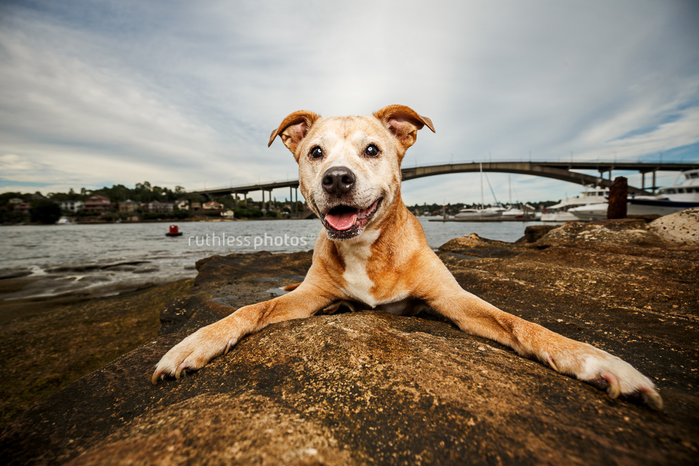 happy dog gladesville bridge
