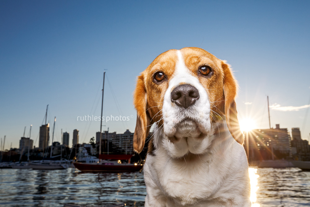 beaglier dog at water with boats in the background