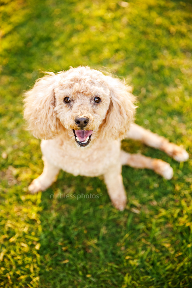 happy disabled poodle sydney dog
