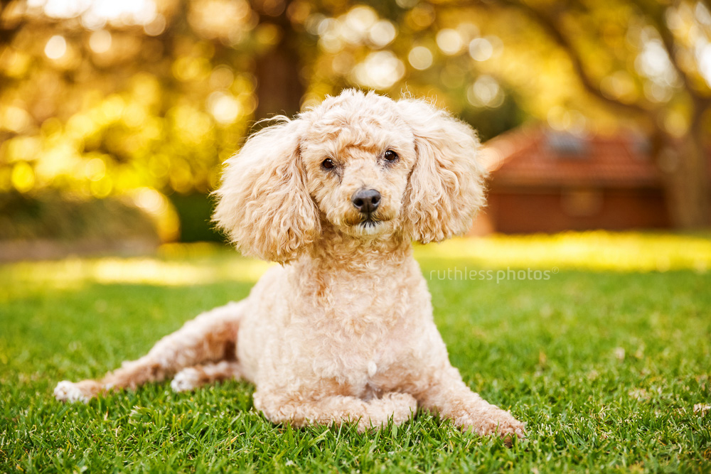cute rescue poodle lying in park
