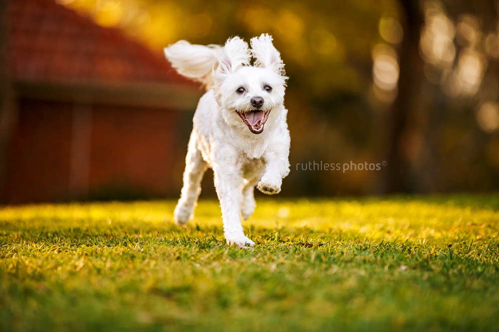 happy running small white dog