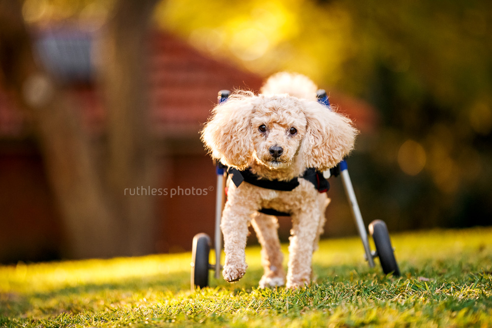 disabled poodle with wheels