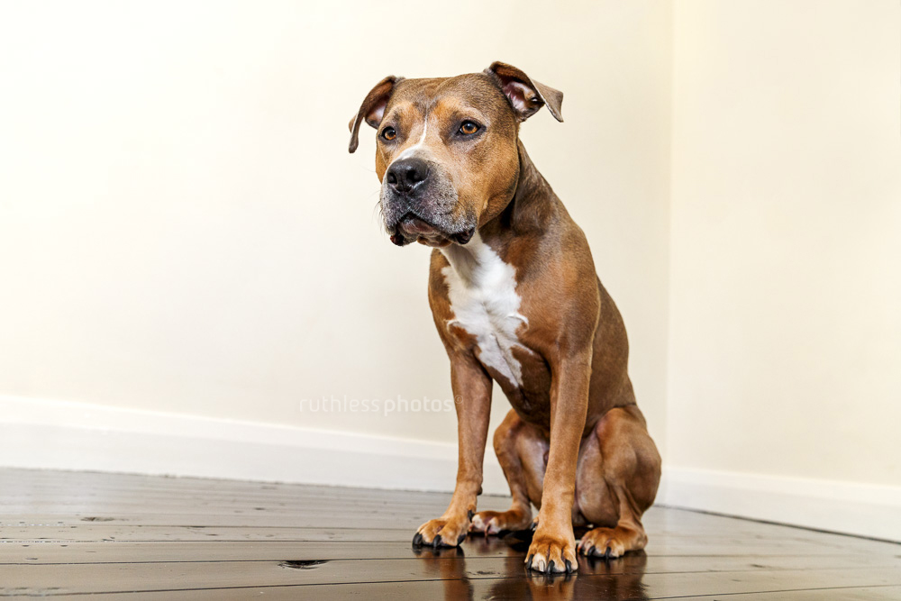 sable american staffordshire terrier pit bull type dog sitting on wooden floor