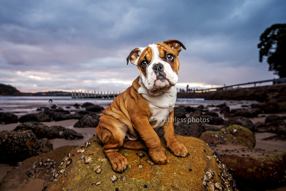 cute bulldog puppy sitting on rock at sunset with lots of wrinkles