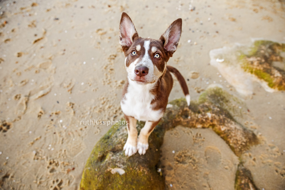 big eared tri colour puppy standing on rock