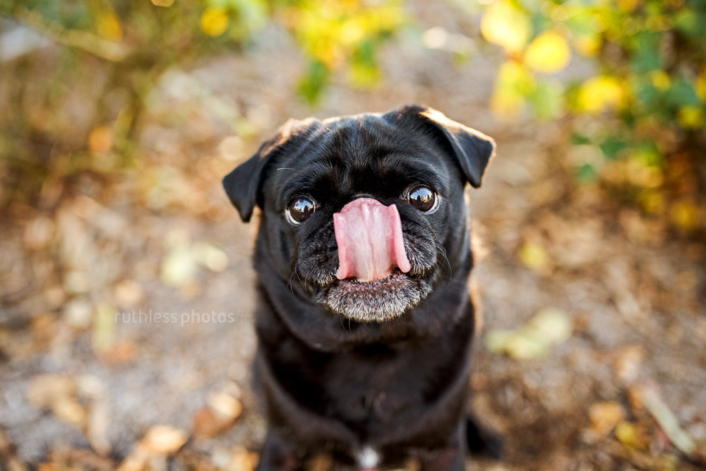 black pug dog with tongue covering nose