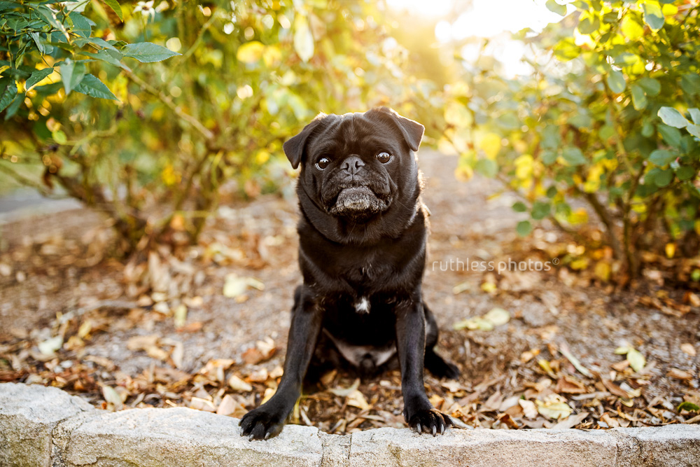 black pug dog sitting in bushes with sun behind him