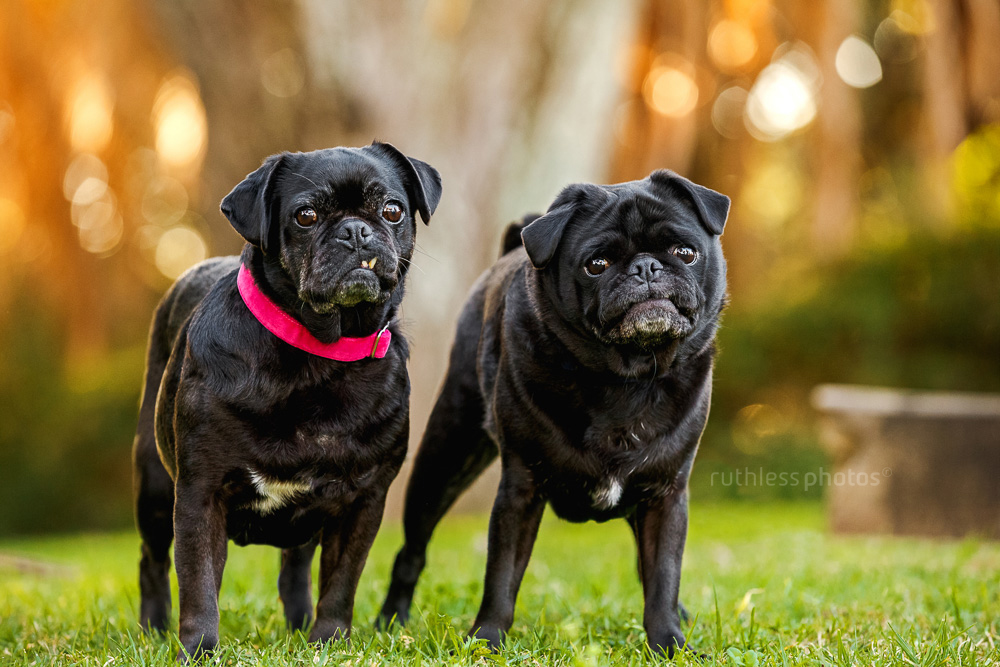 two black pugs making funny faces