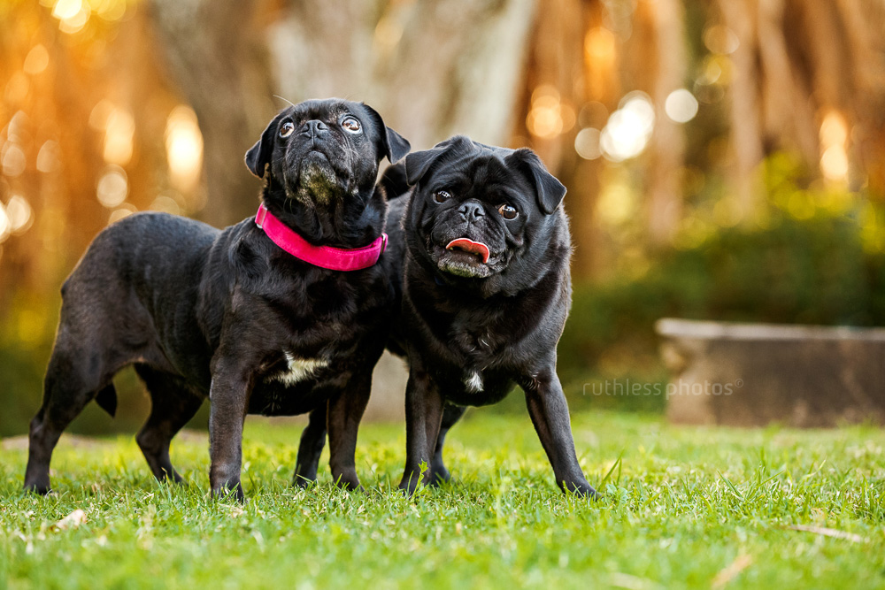 two black pugs with whacky expressions