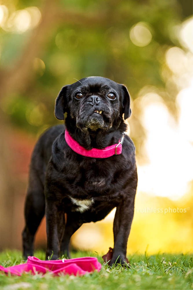 black pug dog standing in park with pink collar and lead