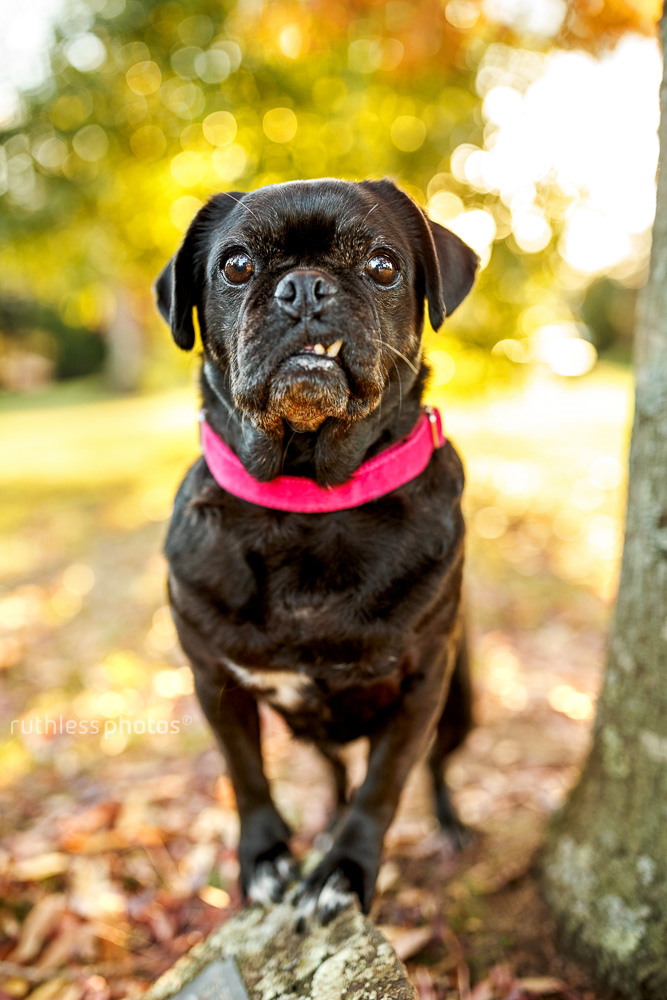 black pug standing under tree in park with snaggletooth