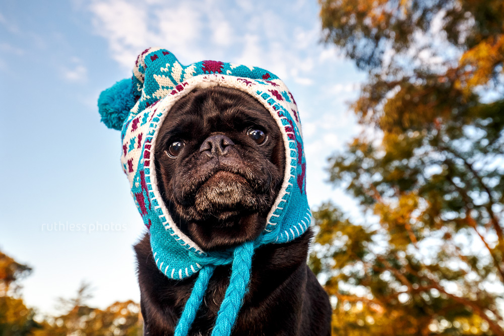 black pug wearing blue winter hat