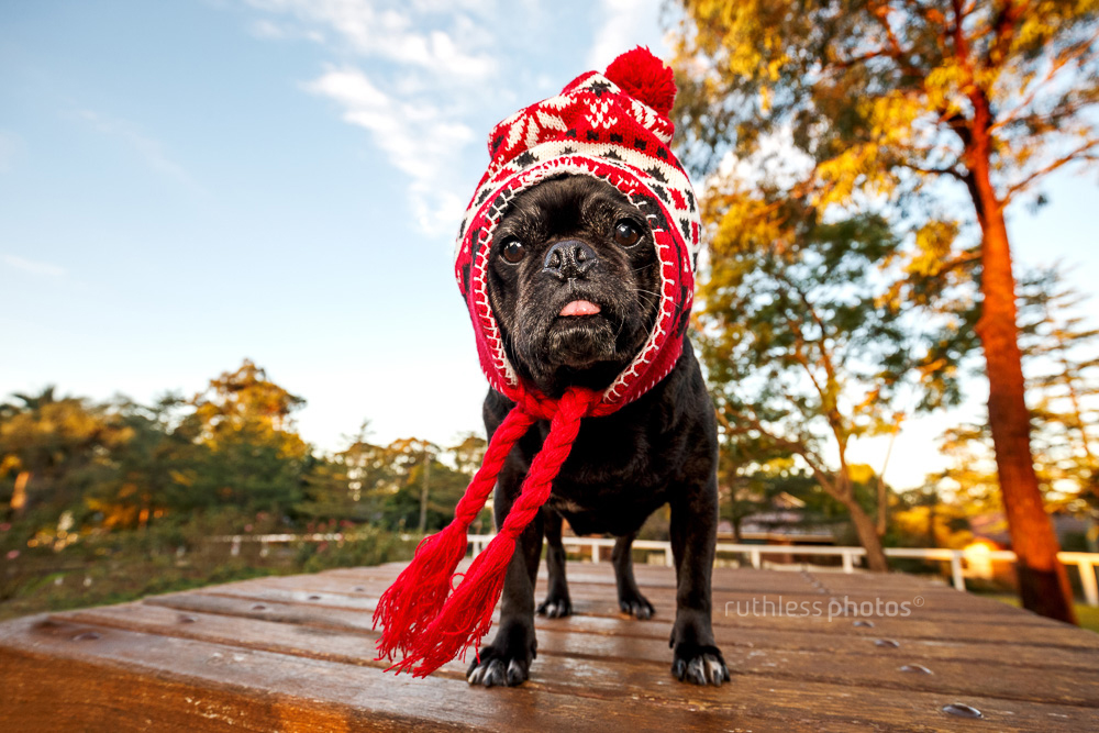 black pug wearing red winter hat sticking out tongue