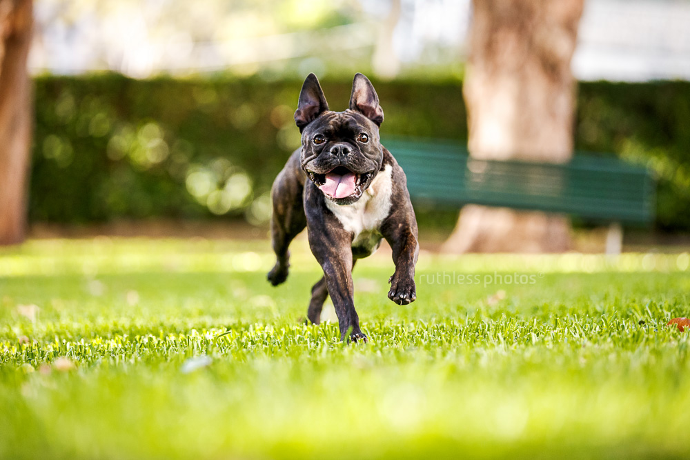 brindle happy frenchie running in park