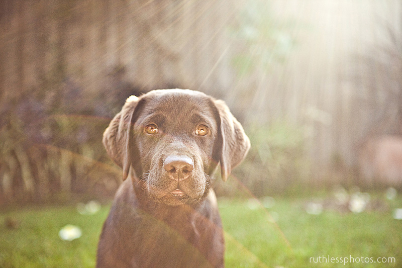 Billie the Labrador puppy  | Sydney Dog Photographer