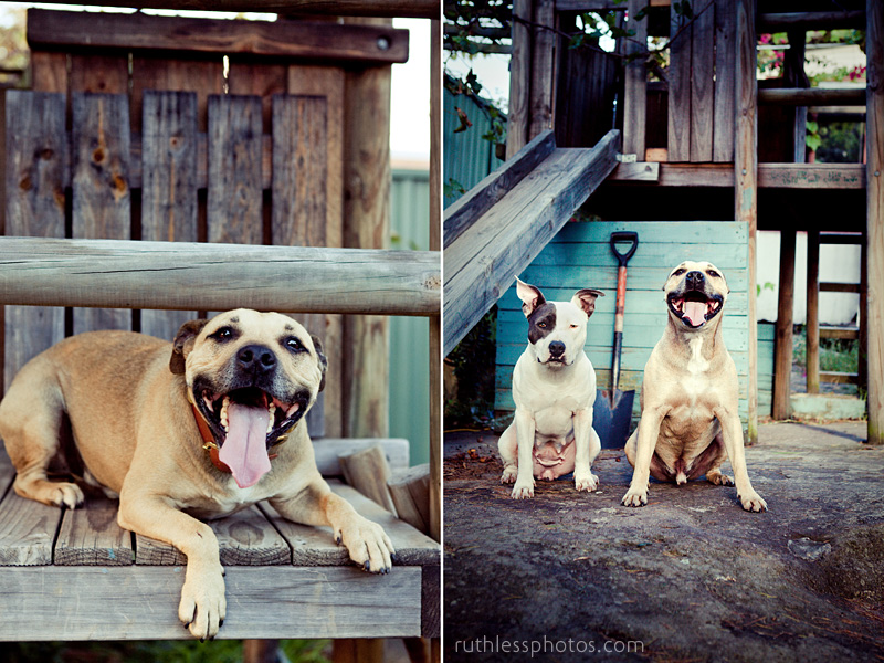 Sourpuss and Smileyface! | Sydney Dog Photographer