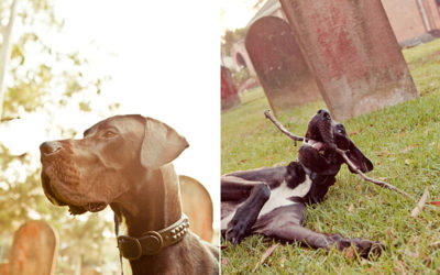 Boo the Great Dane | Sydney Dog Photographer