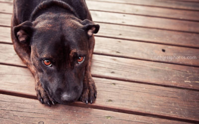 Those eyes | Sydney Dog Photographer