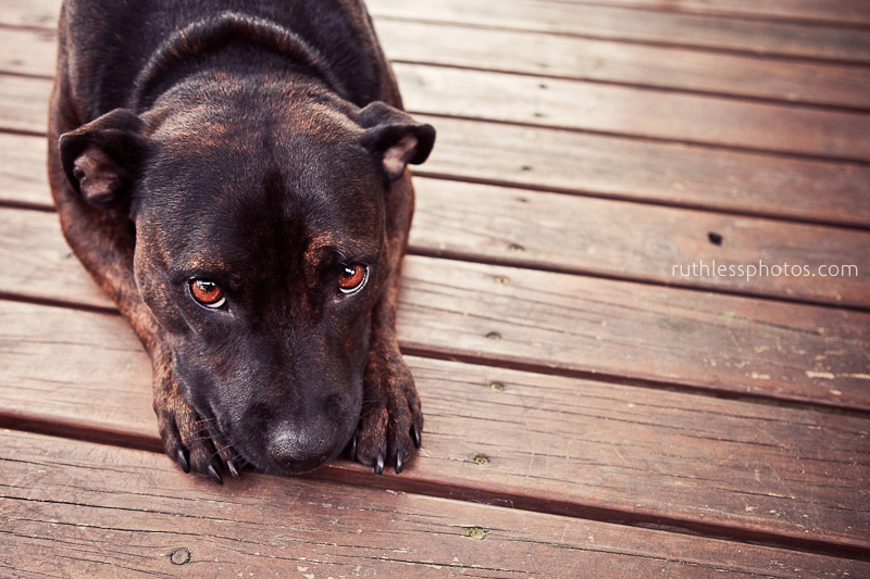 Those eyes | Sydney Dog Photographer