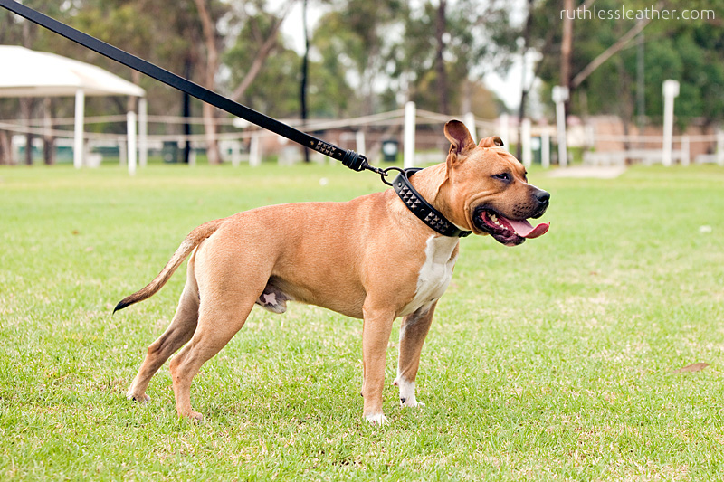 Amstaff Specialty – Apr 2010 | Sydney Dog Photographer
