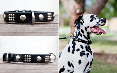 Taite the Dalmatian | strong dog collars