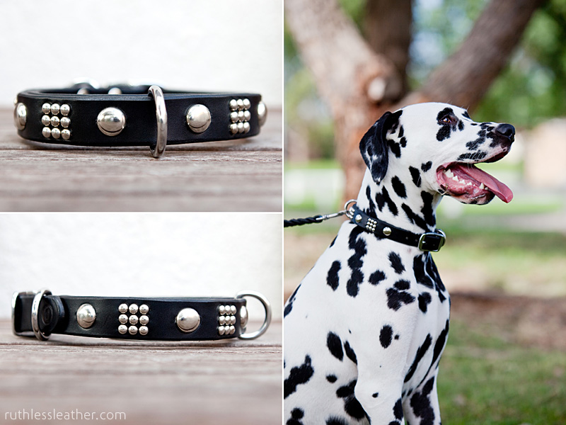 Taite the Dalmatian | strong dog collars