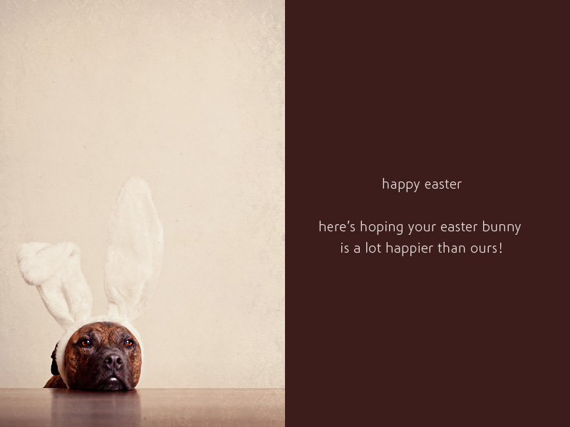 Happy Easter! | Sydney Dog Photographer